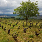 VINO BLANCO CAPRICHO, DE BODEGAS GANCEDO