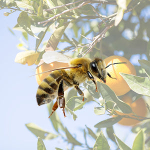 Abejas: pequeños insectos, una gran vida