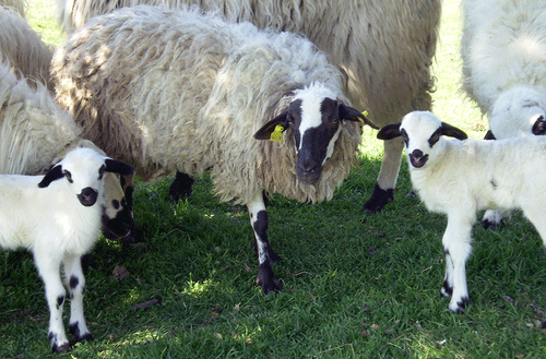 QUESO ECOLÓGICO D.O. ZAMORA