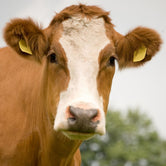 Características de la Carne de Vaca de Raza Simmental y Frisona